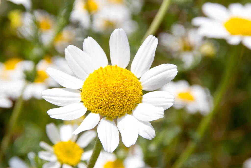 White Daisy Petals Yellow Center warm Blooming