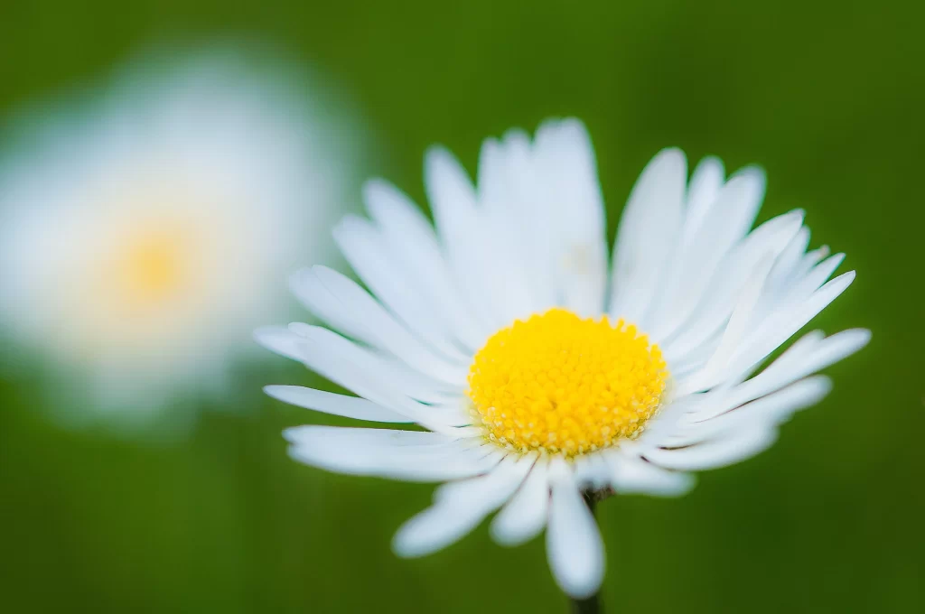 White Daisy Petals Yellow Center Green warm Background