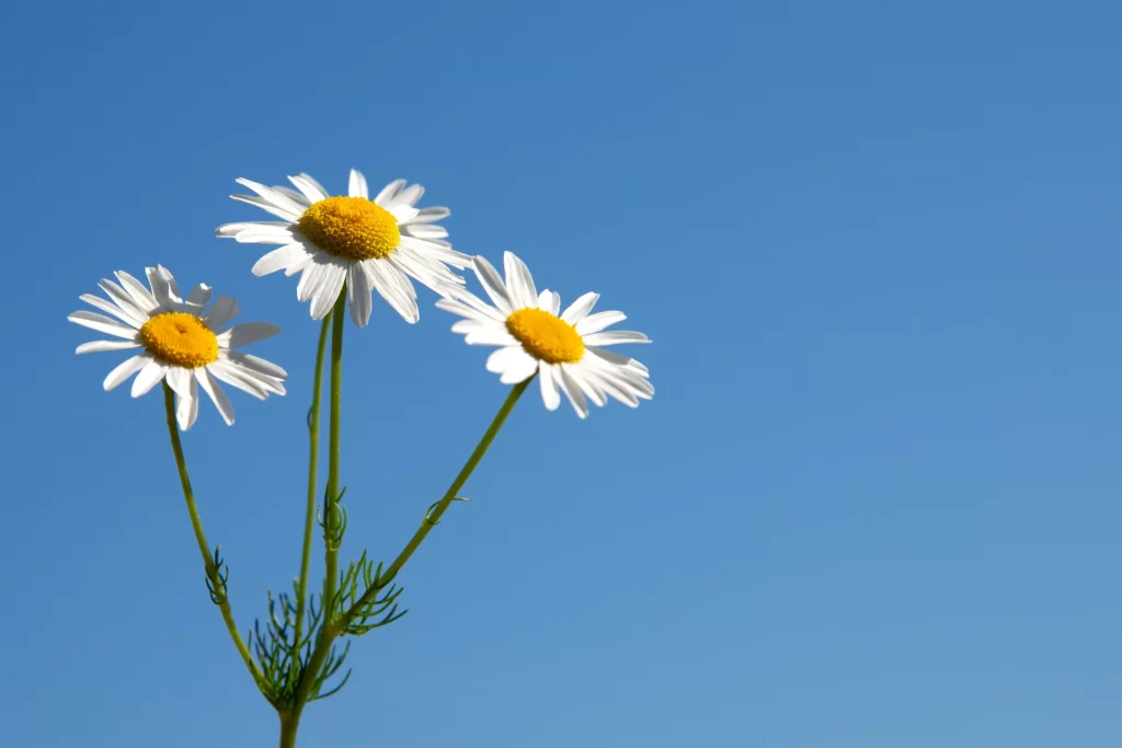 White Daisy Petals Yellow Center Blue Sky