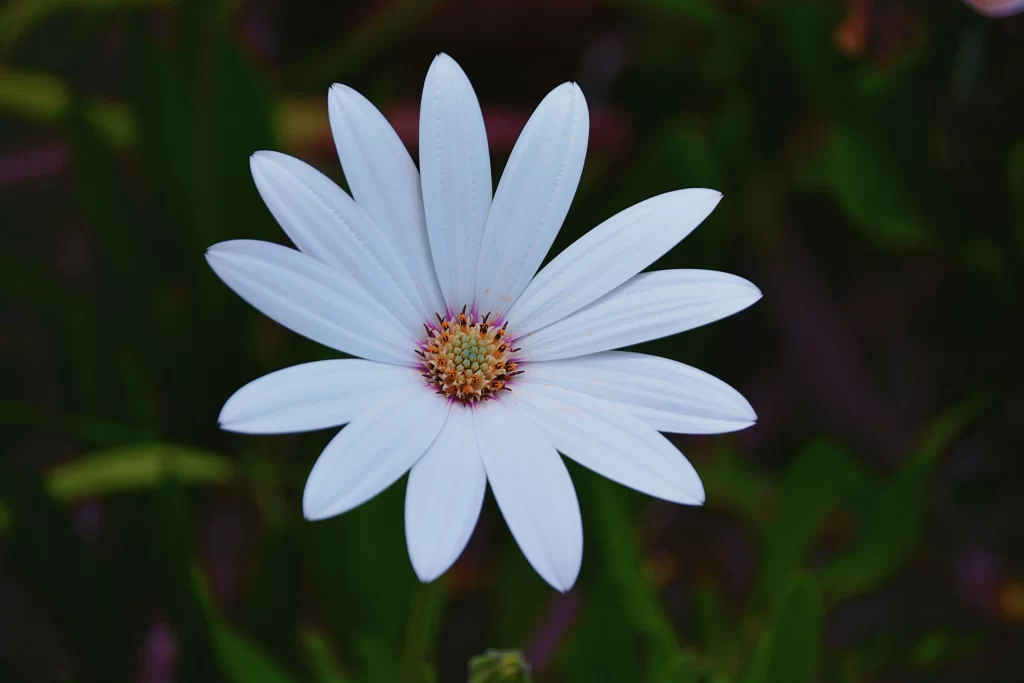 White Daisy Petals Yellow Center Green gray Background