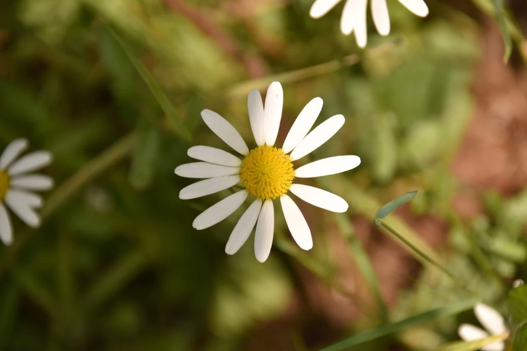 White Daisy Petals Yellow Center Green warm Leaves