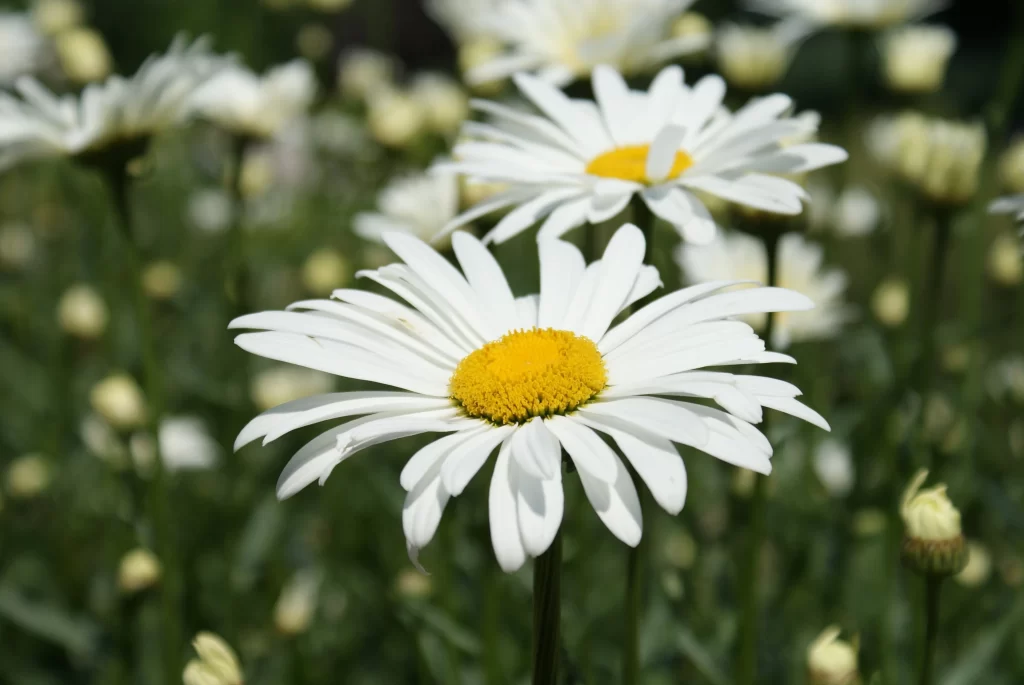White Daisy Petals Yellow Center Blooming gray Field