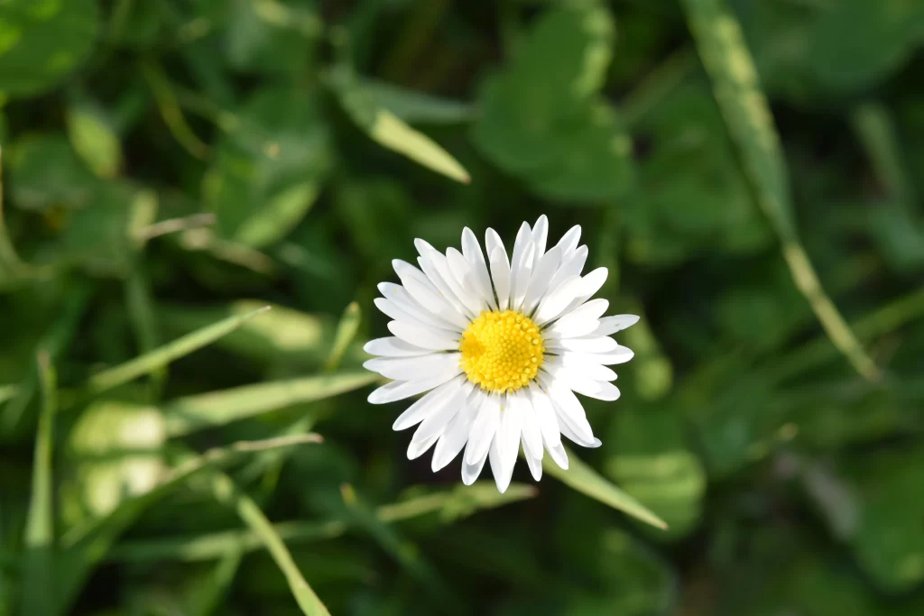 White Daisy Petals Yellow Center Green warm Leaves