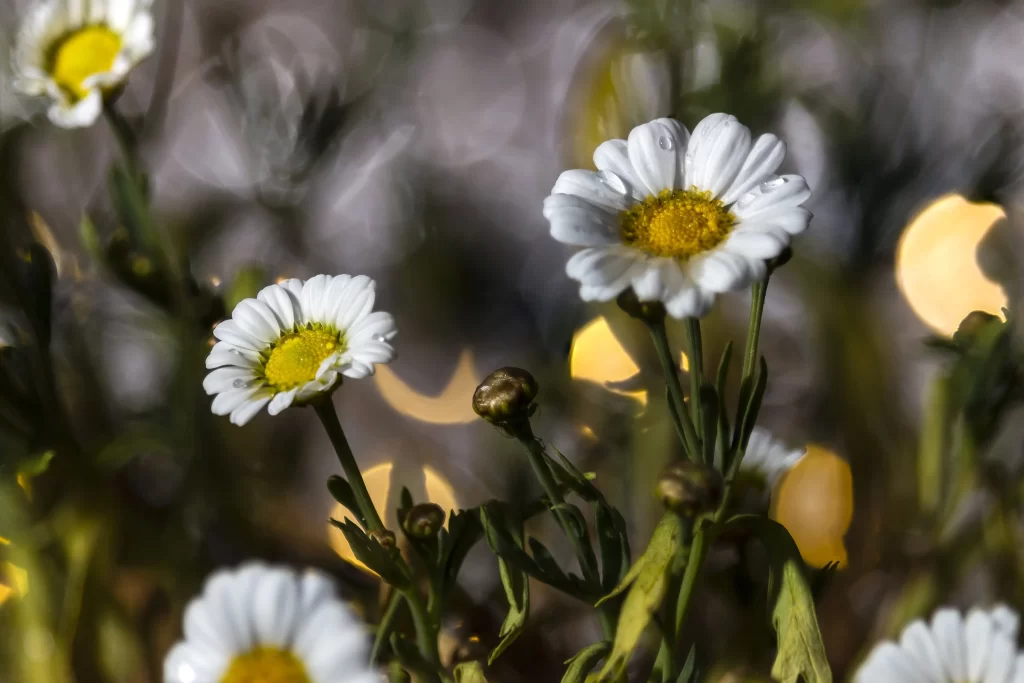 White Daisy Petals Yellow Center gray Dewdrops