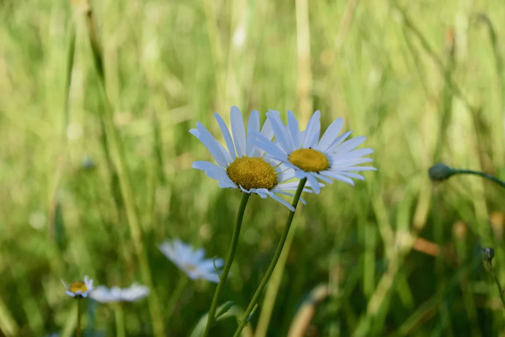 White Daisy Petals Yellow Center Green warm Grass