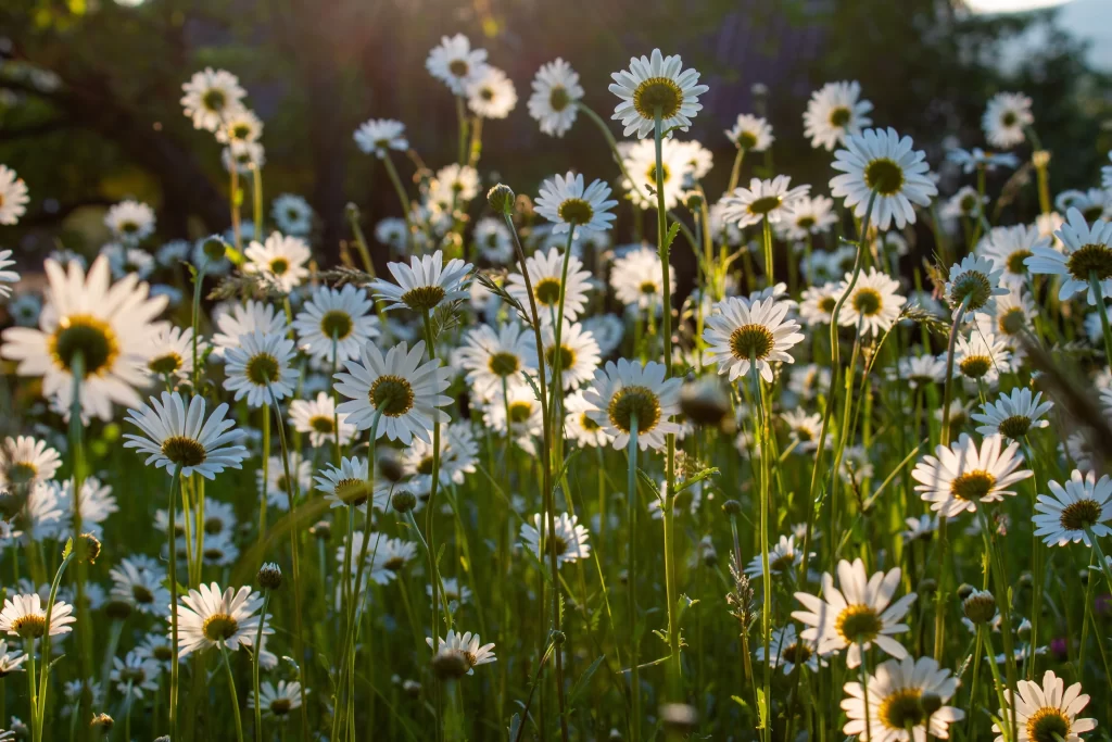 White Daisy Petals Yellow Center gray Sunlight