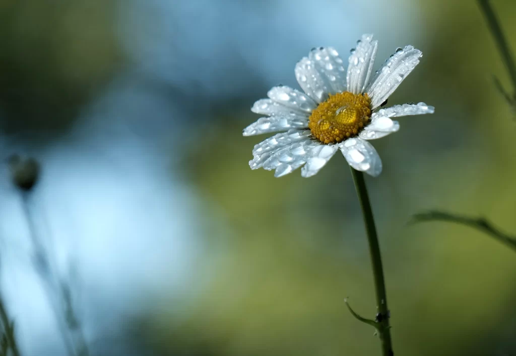 White Daisy Petals Yellow Center gray Dewdrops
