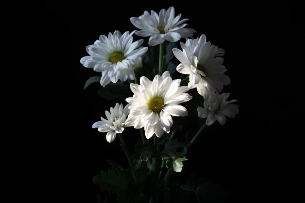White Daisy Petals Yellow Center Dark Background