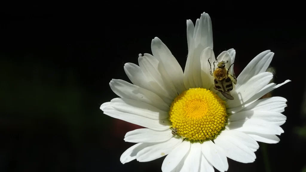 White Daisy Petals Yellow Center gray Bug