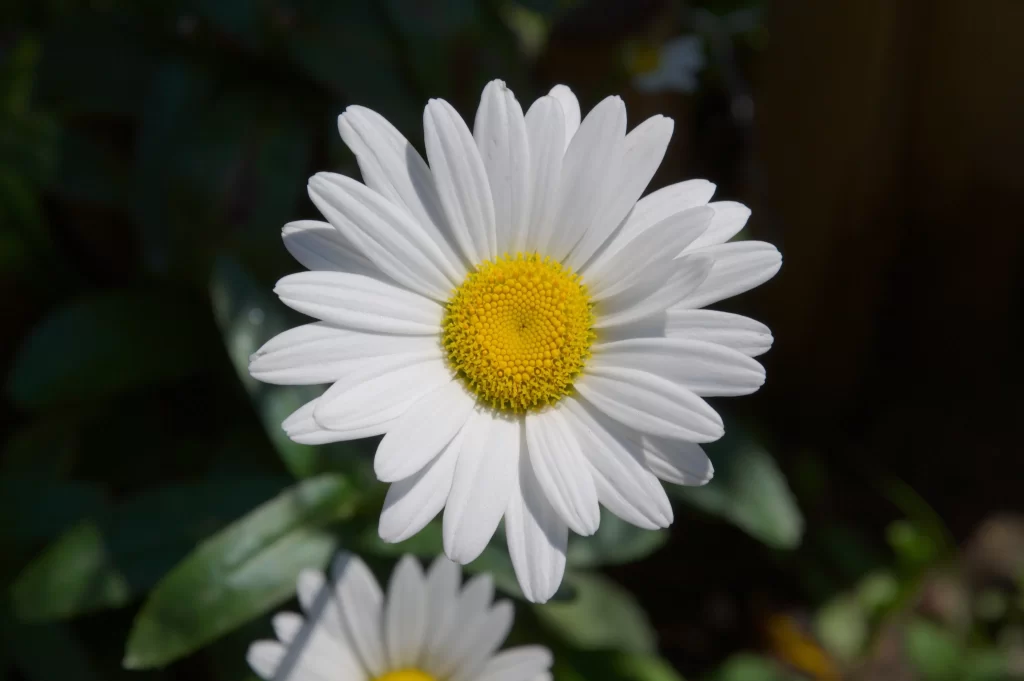 White Daisy Petals Yellow Center gray Sunflower