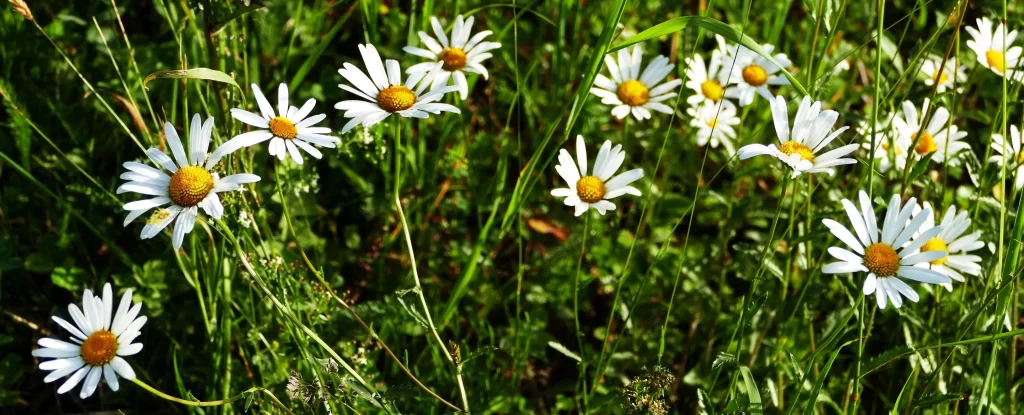 White Daisy Petals Yellow Center Sunlit warm Field