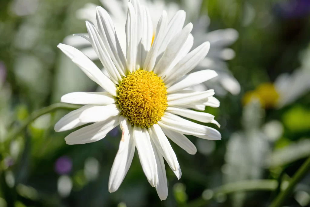 White Daisy Petals Yellow Center gray Sunlit