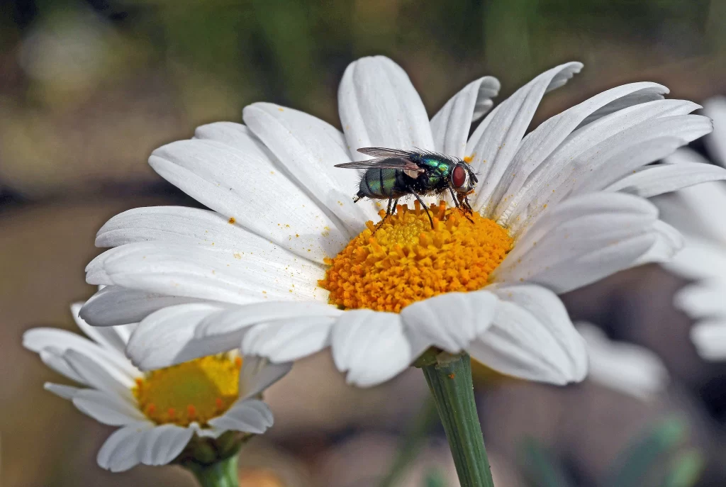 White Daisy Petals Yellow Center gray Bug