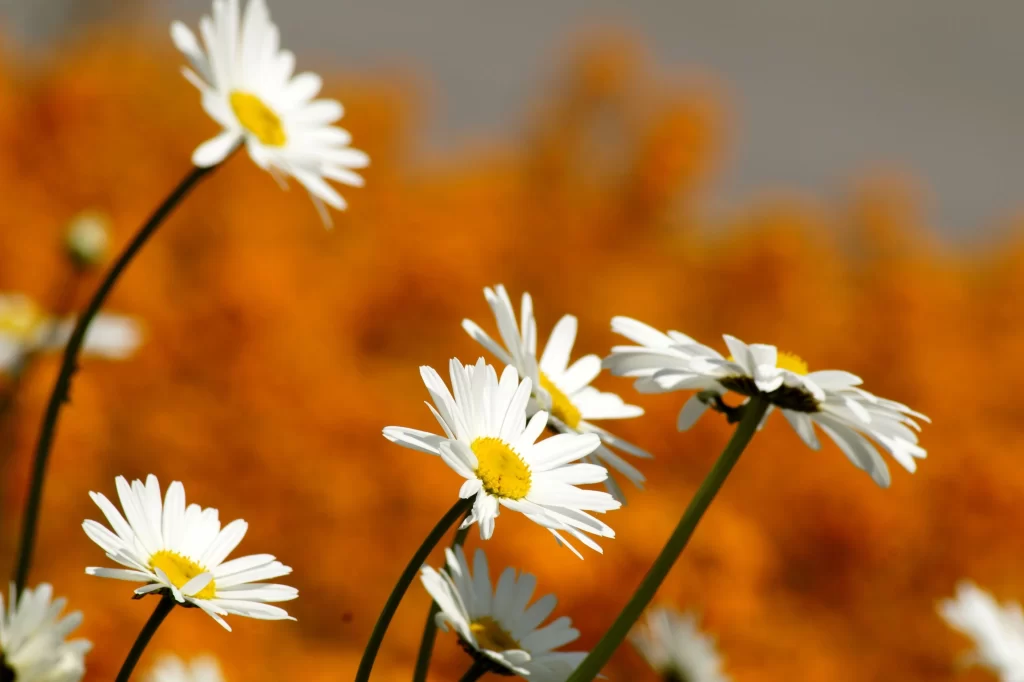 White Daisy Petals Yellow Center Green warm Stem