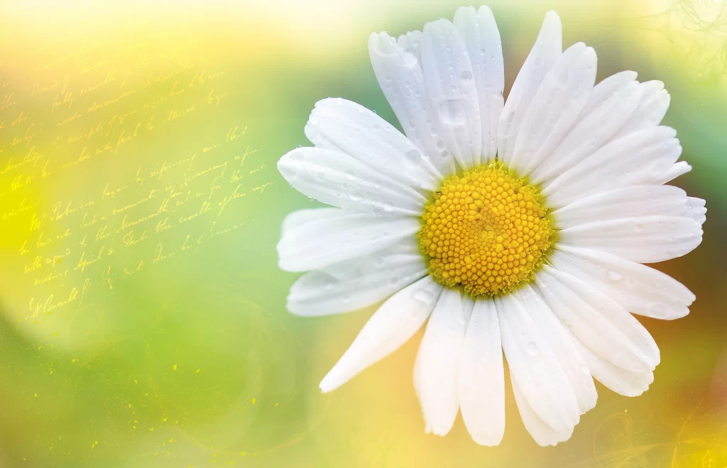 White Daisy Petals Yellow Center Dewdrops Soft Focus