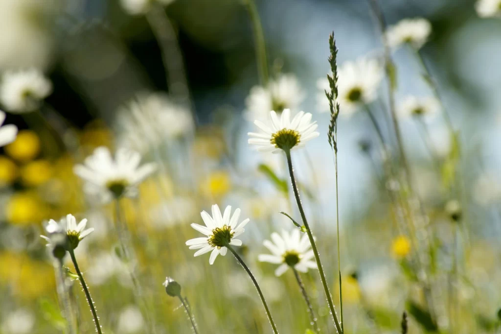 White Daisy Petals Yellow Center warm Sunlight