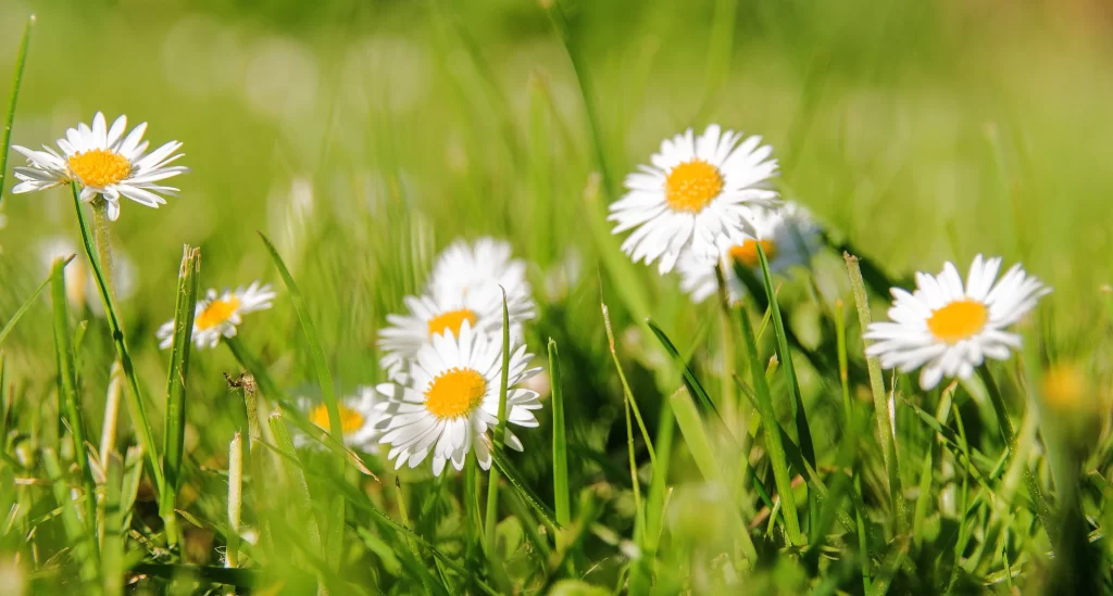 White Daisy Petals Yellow Center Green warm Grass