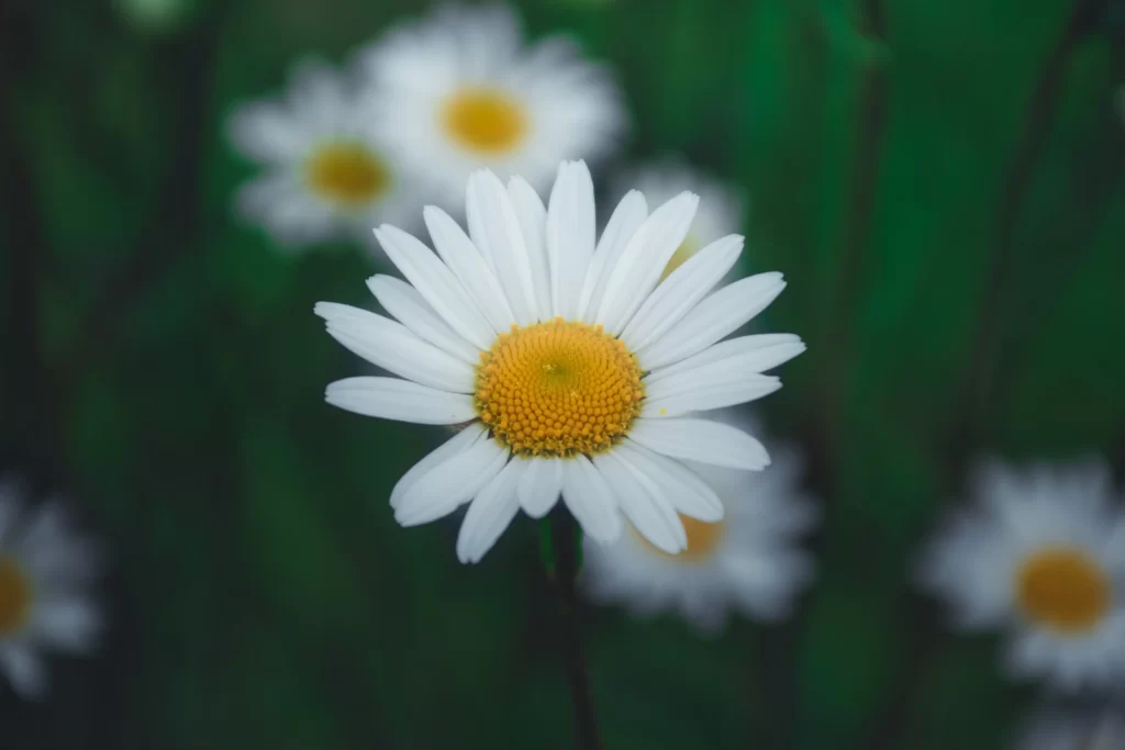 White Daisy Petals Yellow Center Green gray Background