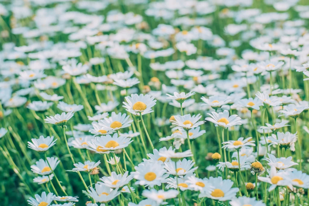 White Daisy Petals Yellow Center Green cool Stems