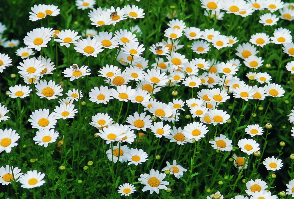 White Daisy Petals Yellow Center Green warm Leaves