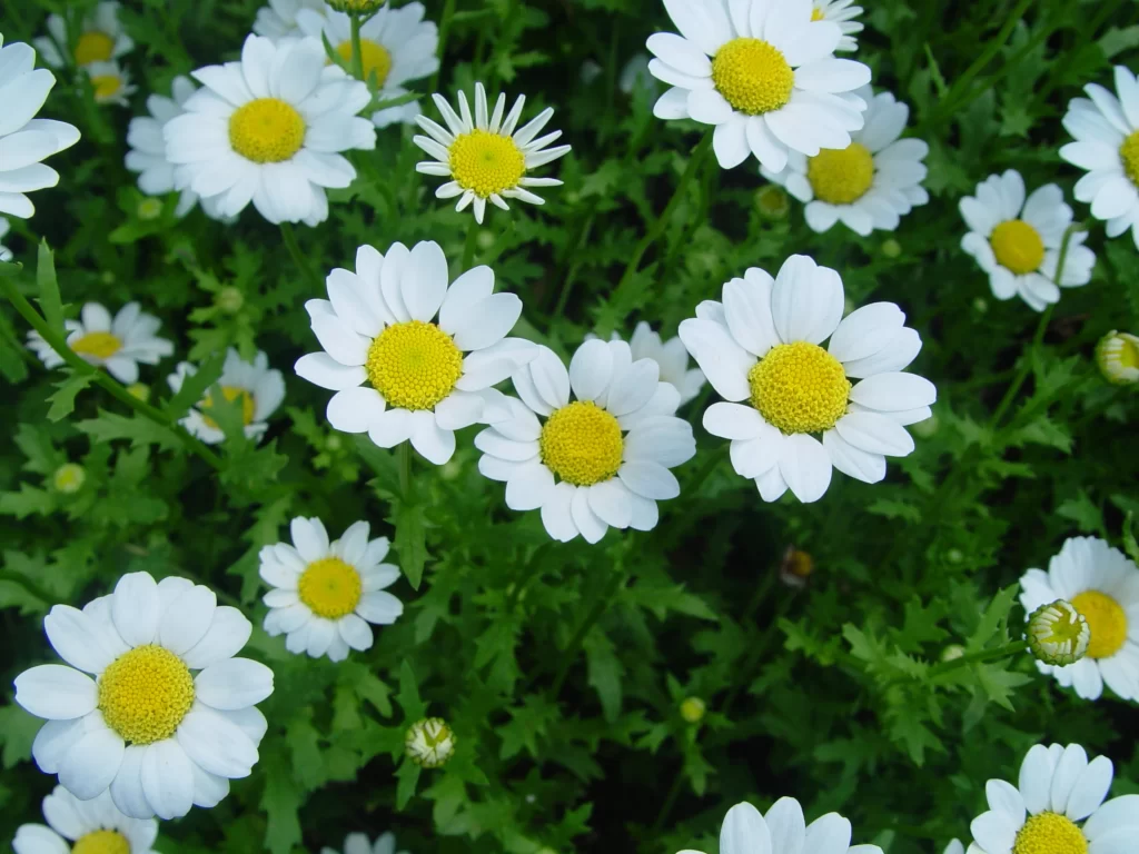 White Daisy Petals Yellow Center Green warm Leaves