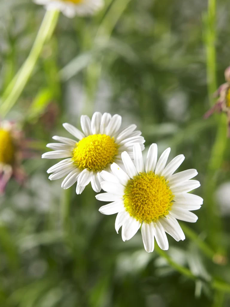 White Daisy Petals Yellow Center Green warm Stems