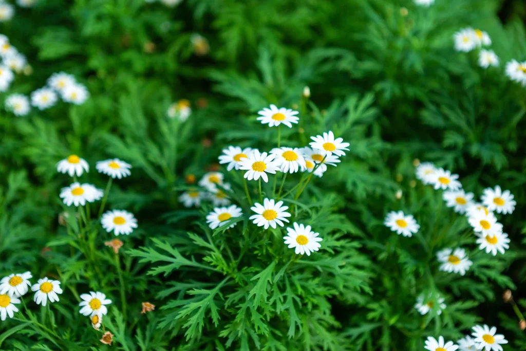 White Daisy Petals Yellow Center Green warm Leaves