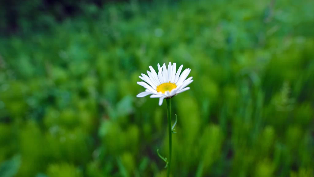 White Daisy Petals Yellow Center Green warm Background