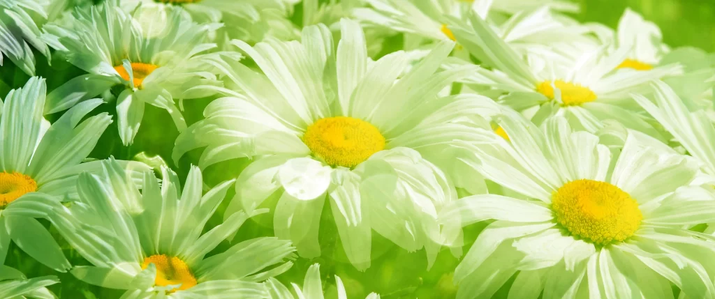 White Daisy Petals Yellow Center warm Sunlight