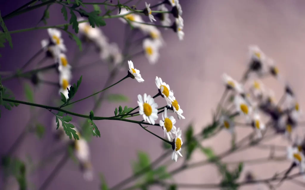 White Daisy Petals Yellow Center Green gray Stem