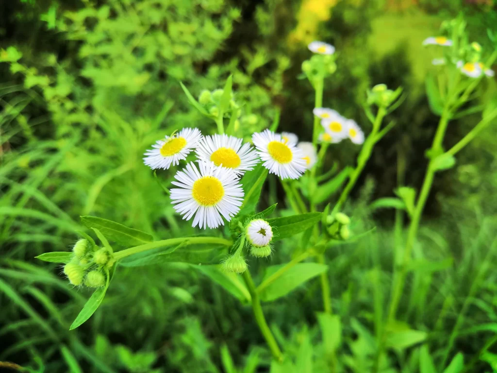 White Daisy Petals Yellow Center Green warm Leaves