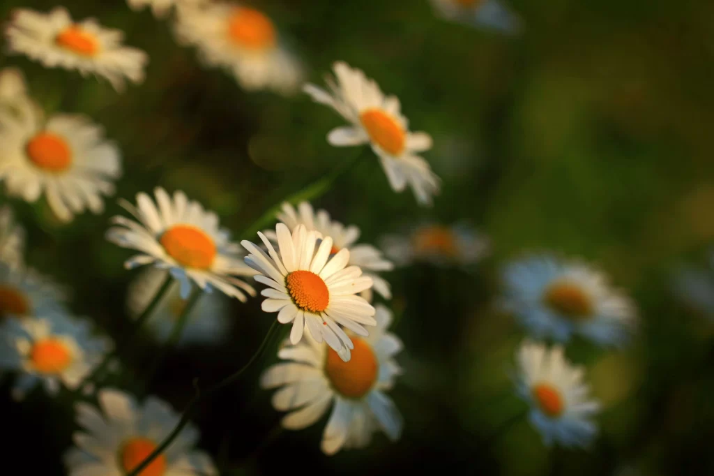 White Daisy Petals Yellow Center warm Sunlight
