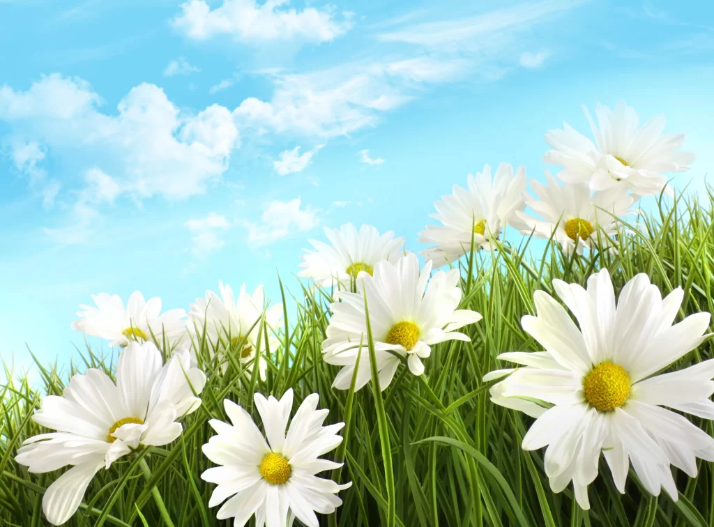 White Daisy Petals Yellow Center Green Grass Blue Sky