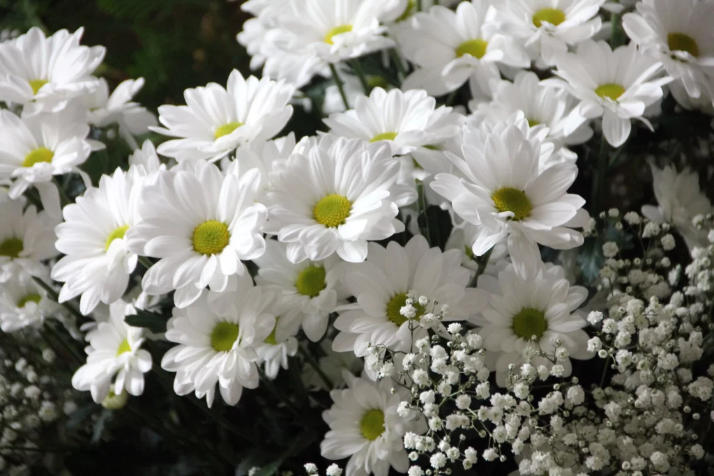 White Daisy Petals Yellow Center Delicate