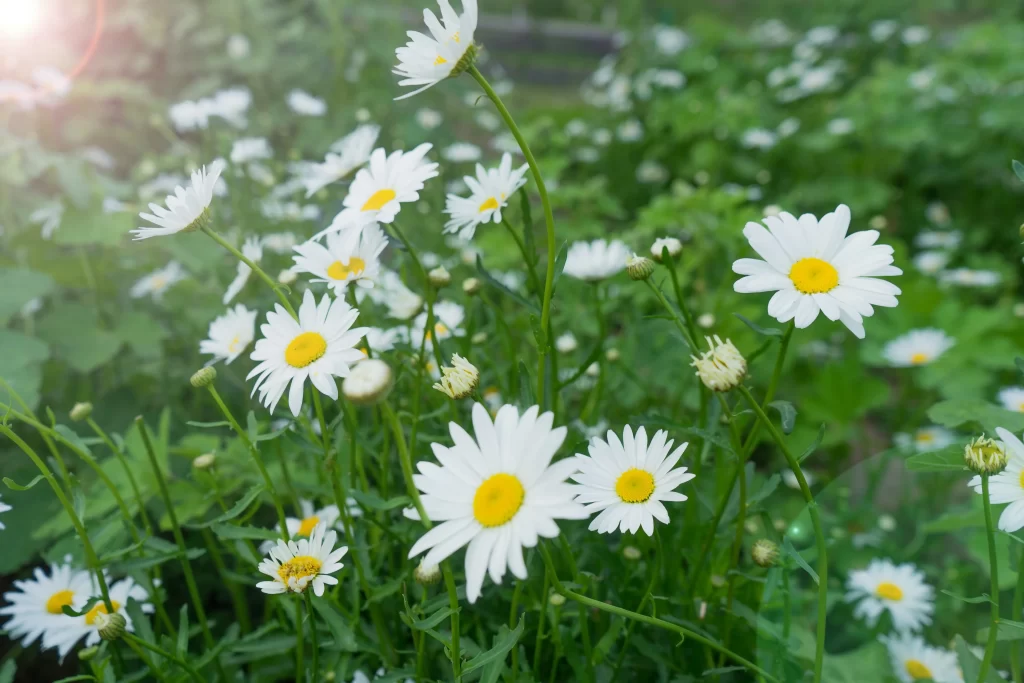 White Daisy Petals Yellow Center Green warm Leaves