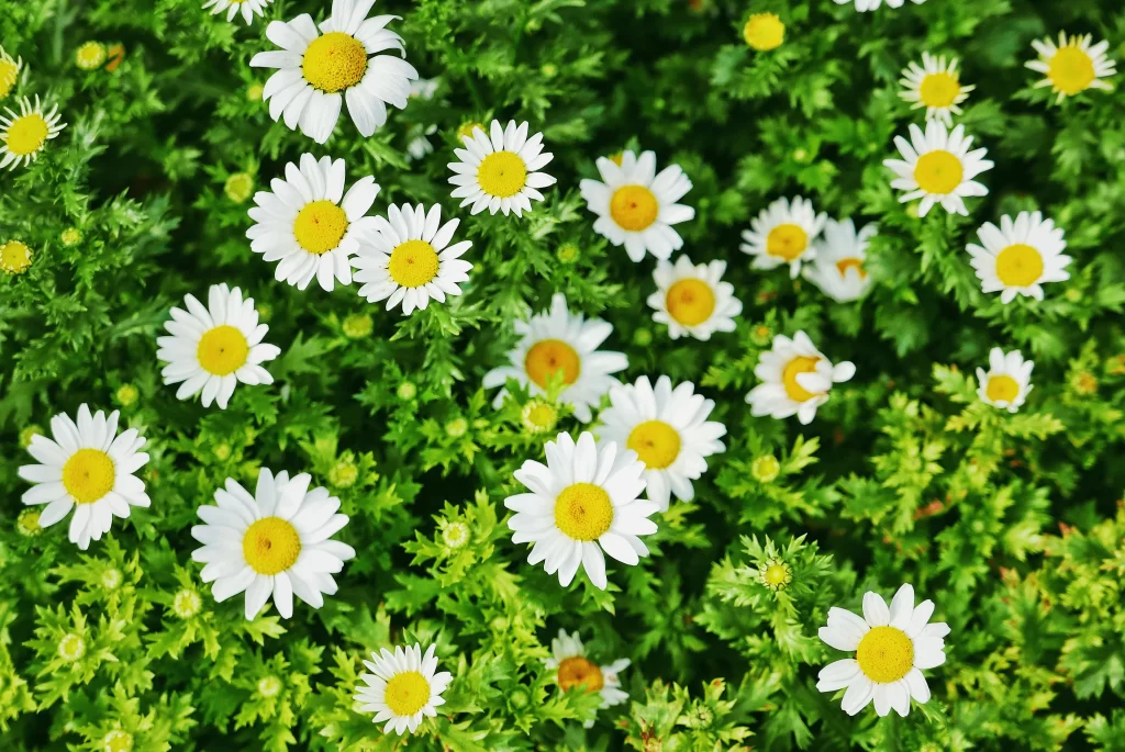 White Daisy Petals Yellow Center Green warm Leaves
