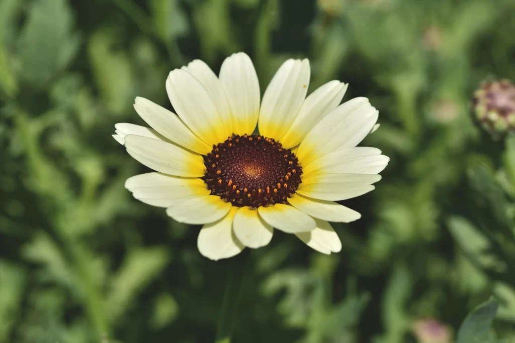 White Daisy Petals Yellow Center Green warm Leaves