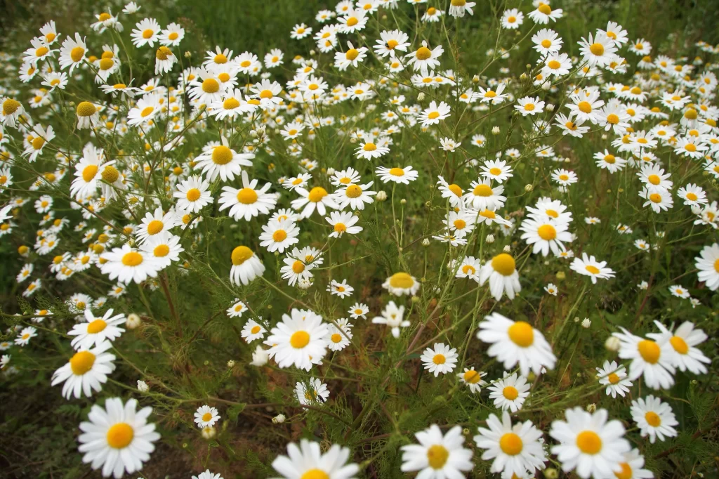 White Daisy Petals Yellow Center Blooming warm Field