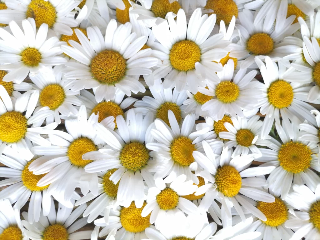 White Daisy Petals Yellow Center gray Bright