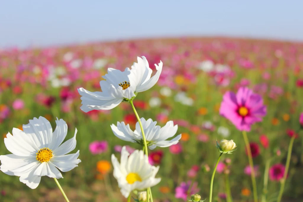 White Daisy Petals Yellow Center Field