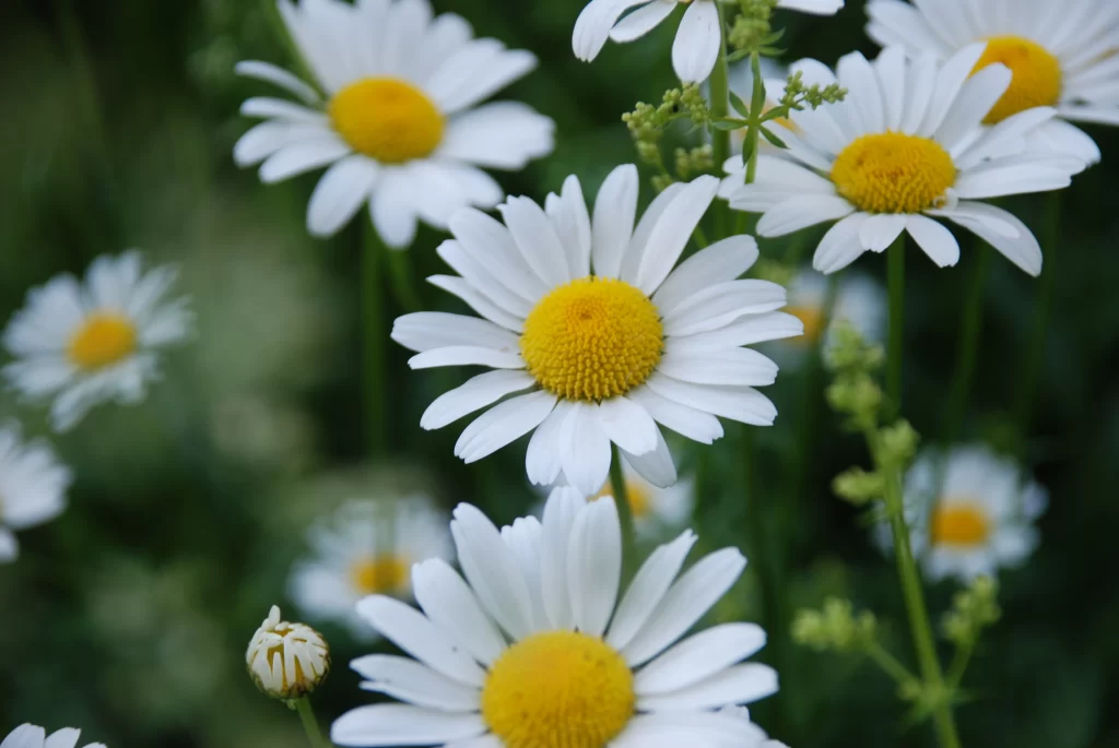White Daisy Petals Yellow Center Green gray Stems