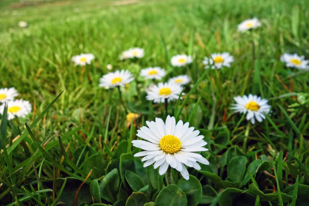 White Daisy Petals Yellow Center Green warm Leaves