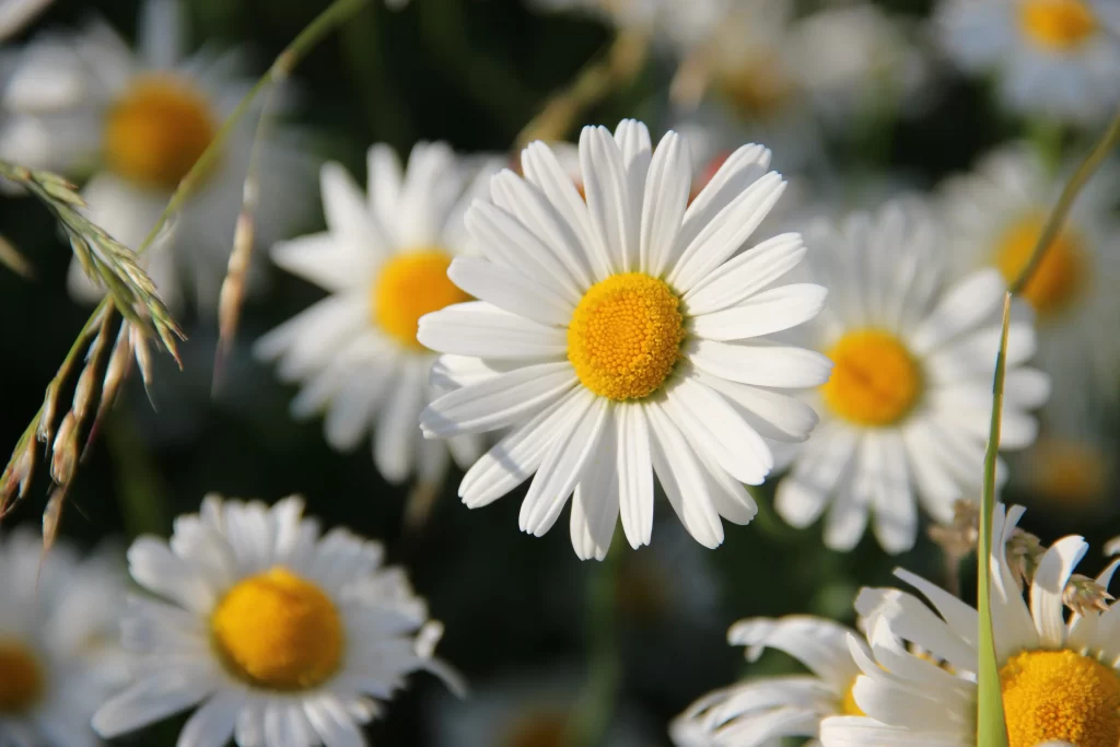 White Daisy Petals Yellow Center gray Sunlight