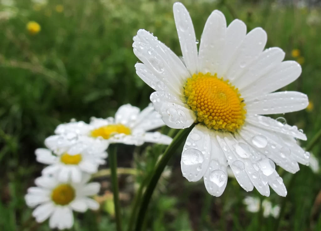 White Daisy Petals Yellow Center warm Dewdrops