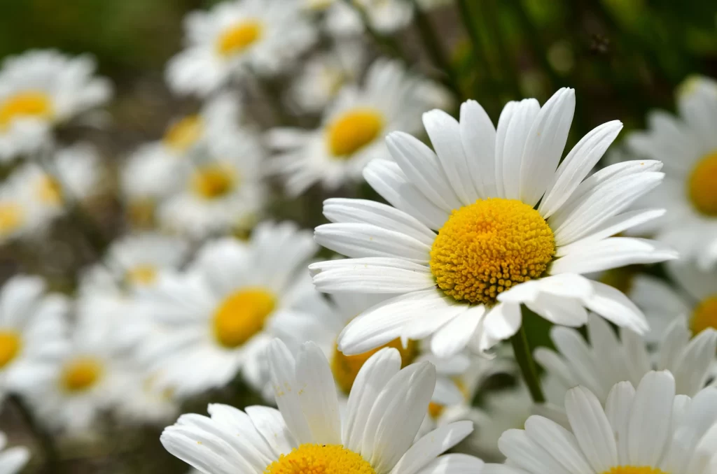 White Daisy Petals Yellow Center gray Bright