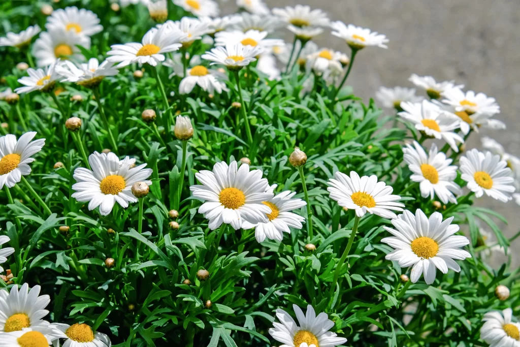 White Daisy Petals Yellow Center Green warm Leaves