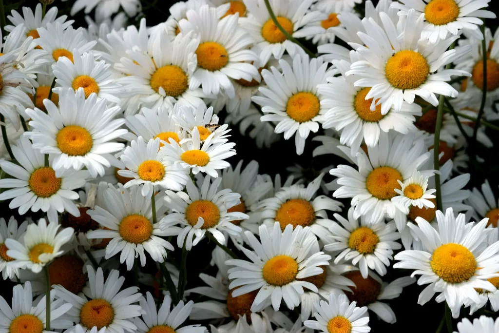 White Daisy Petals Yellow Center gray Sunflower