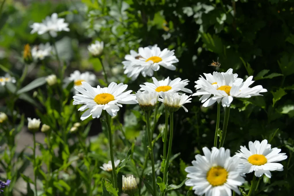 White Daisy Petals Yellow Center Green warm Leaves
