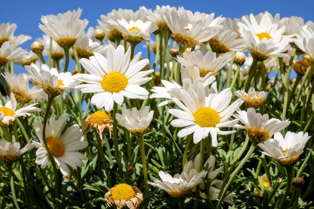 White Daisy Petals Yellow Center Green Stems Blue Sky