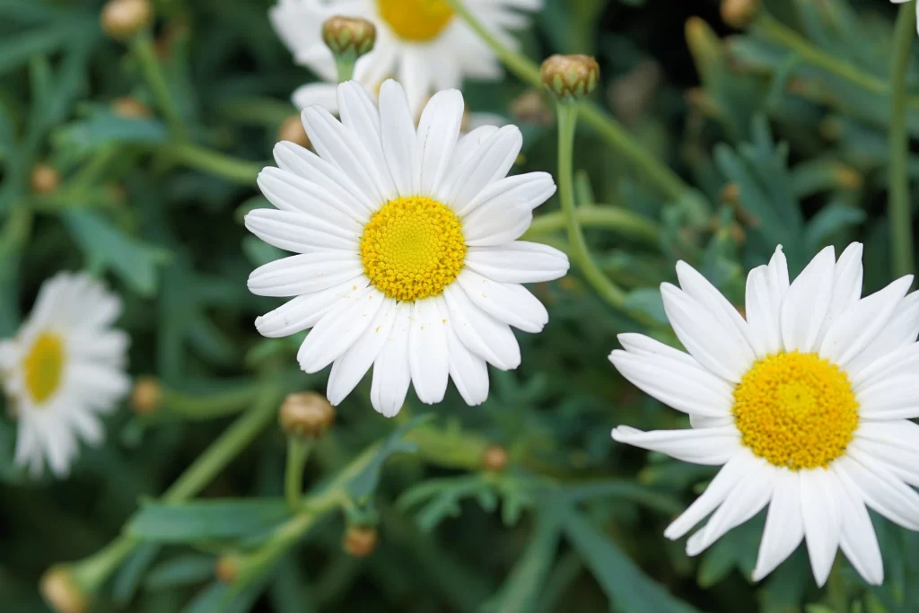 White Daisy Petals Yellow Center Green gray Leaves